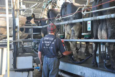 Fonterra prend l'eau, McKinsey boit la tasse